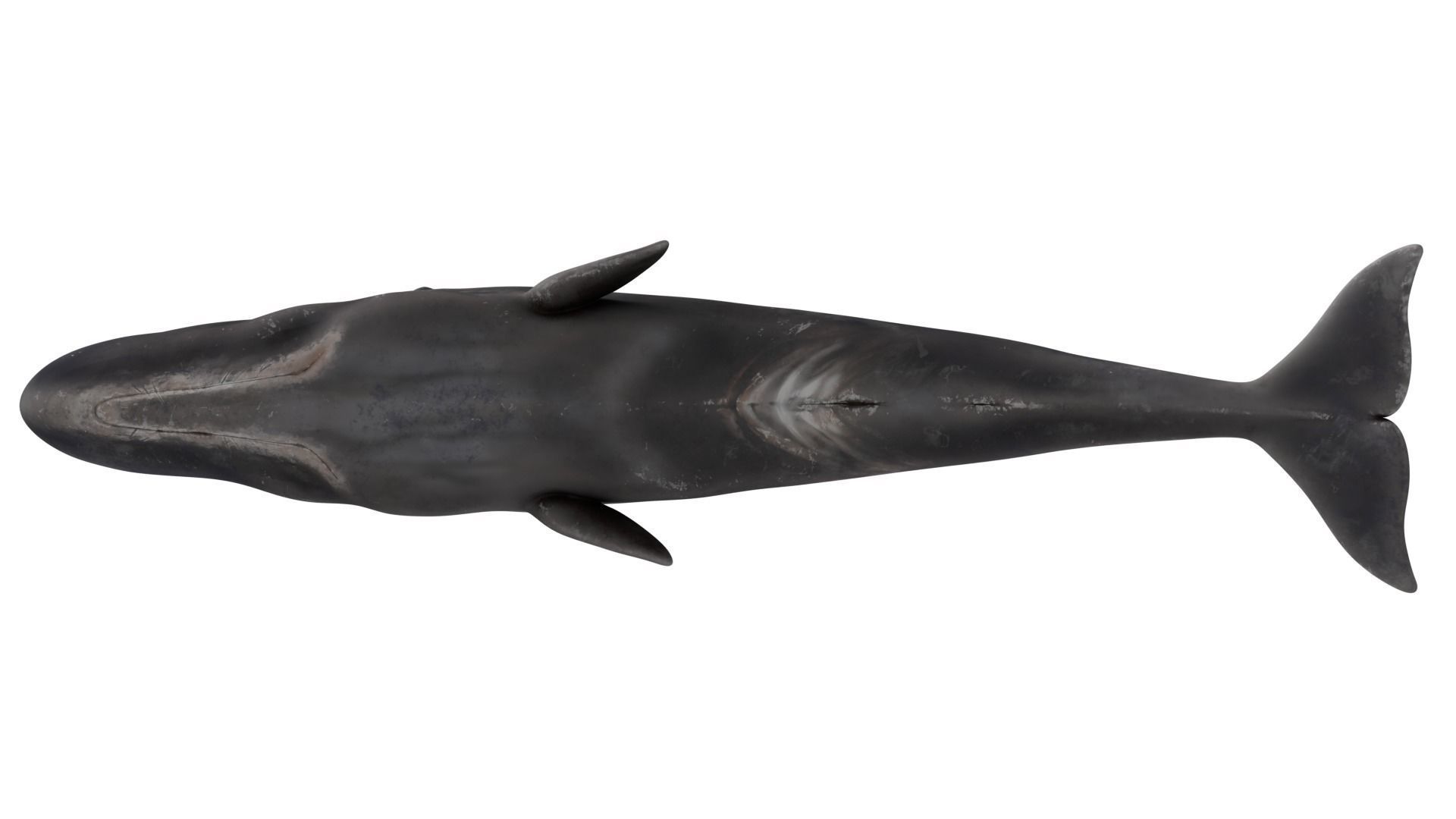 Sperm Whale 3D model_9