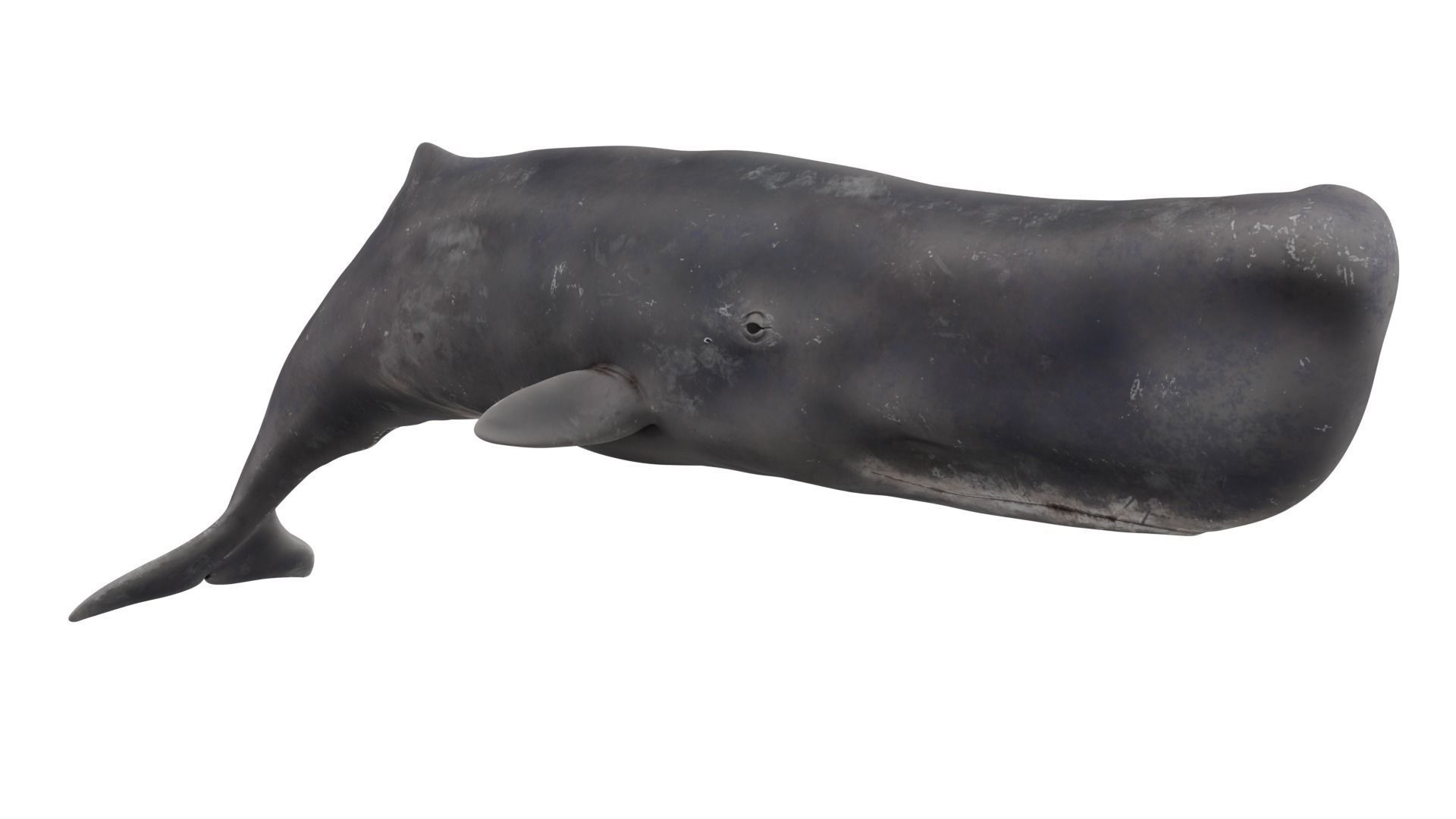 Sperm Whale 3D model_6