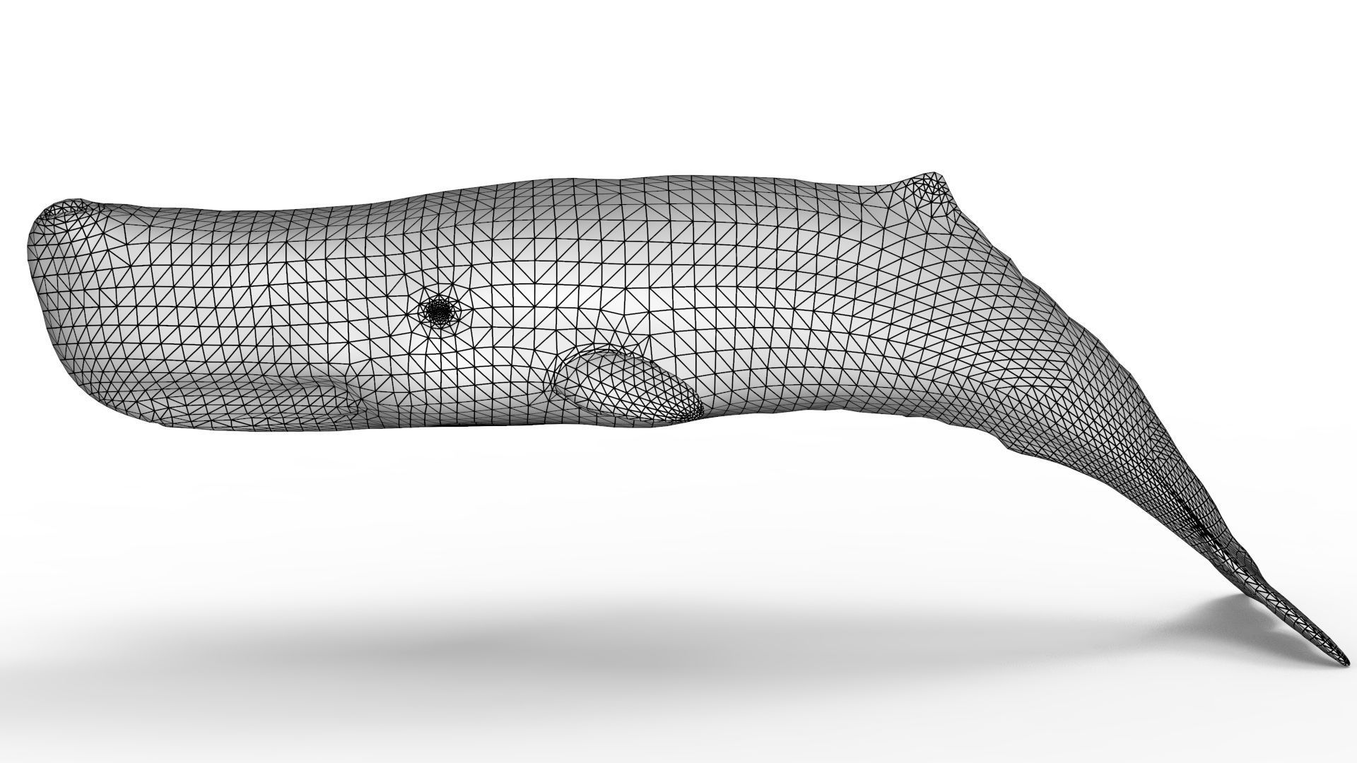 Sperm Whale 3D model_11