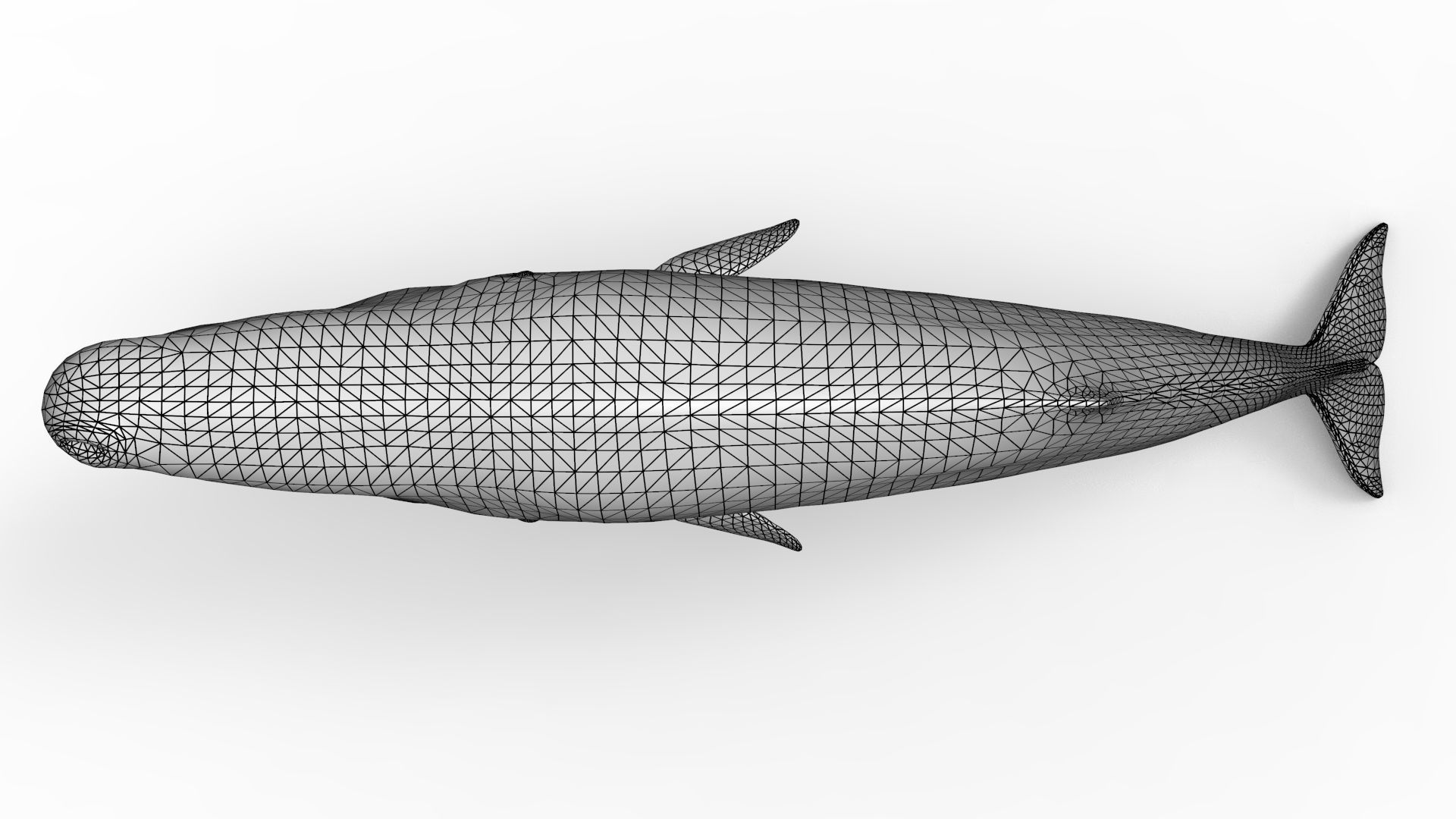 Sperm Whale 3D model_17