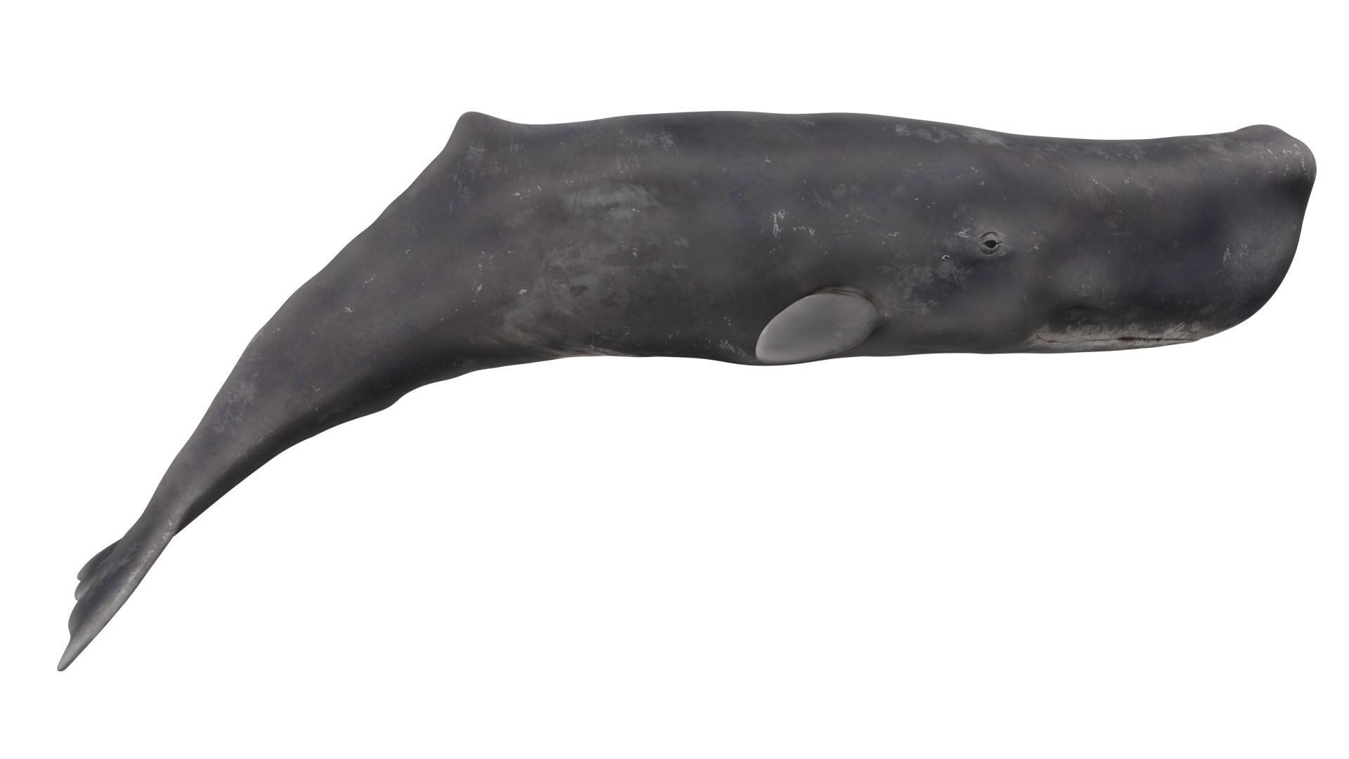 Sperm Whale 3D model_5