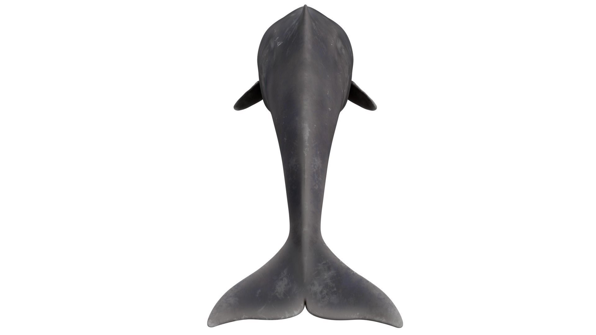 Sperm Whale 3D model_3