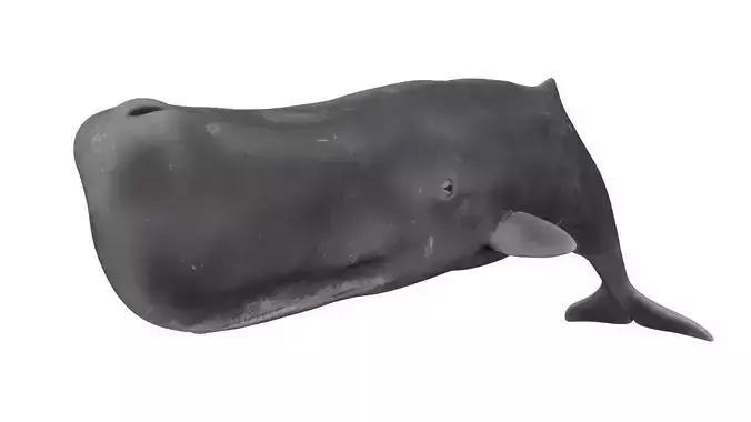 Sperm Whale 3D model