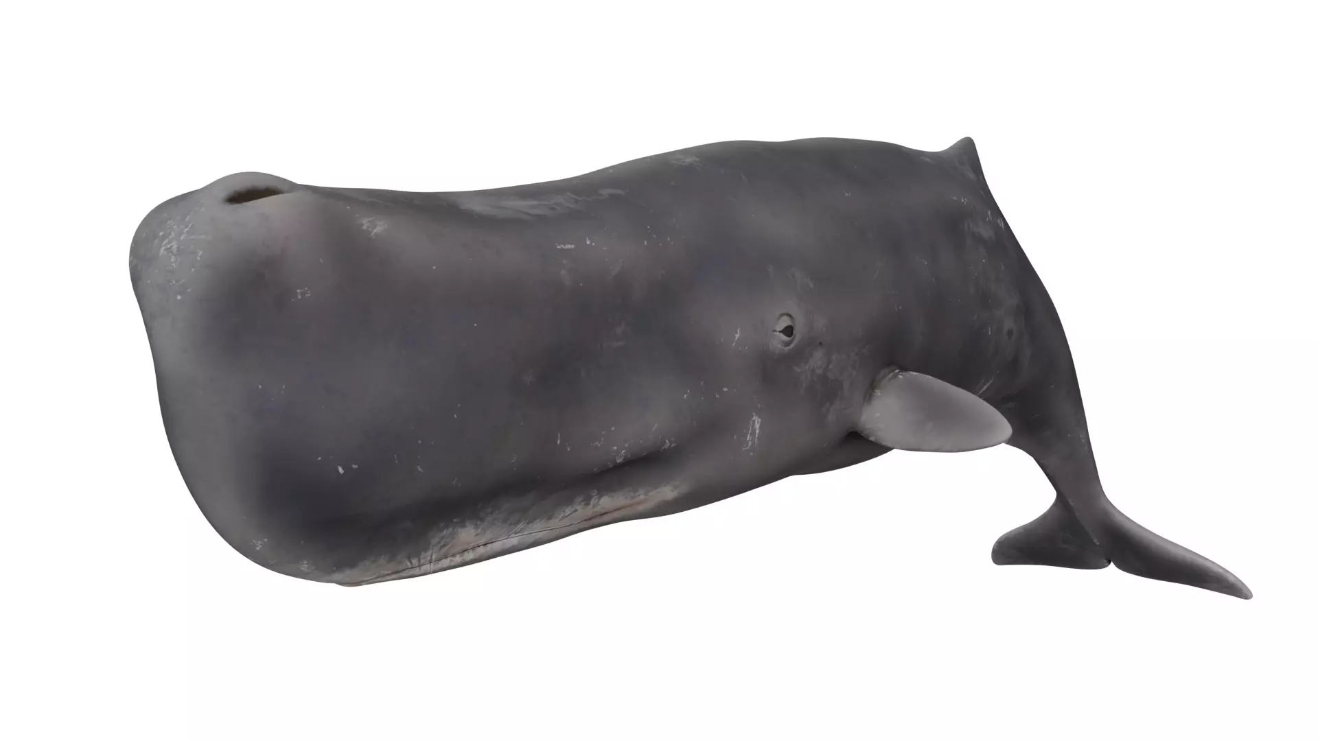 Sperm Whale 3D model_0