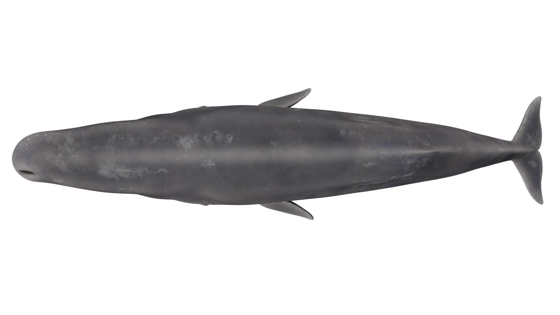 Sperm Whale 3D model_8