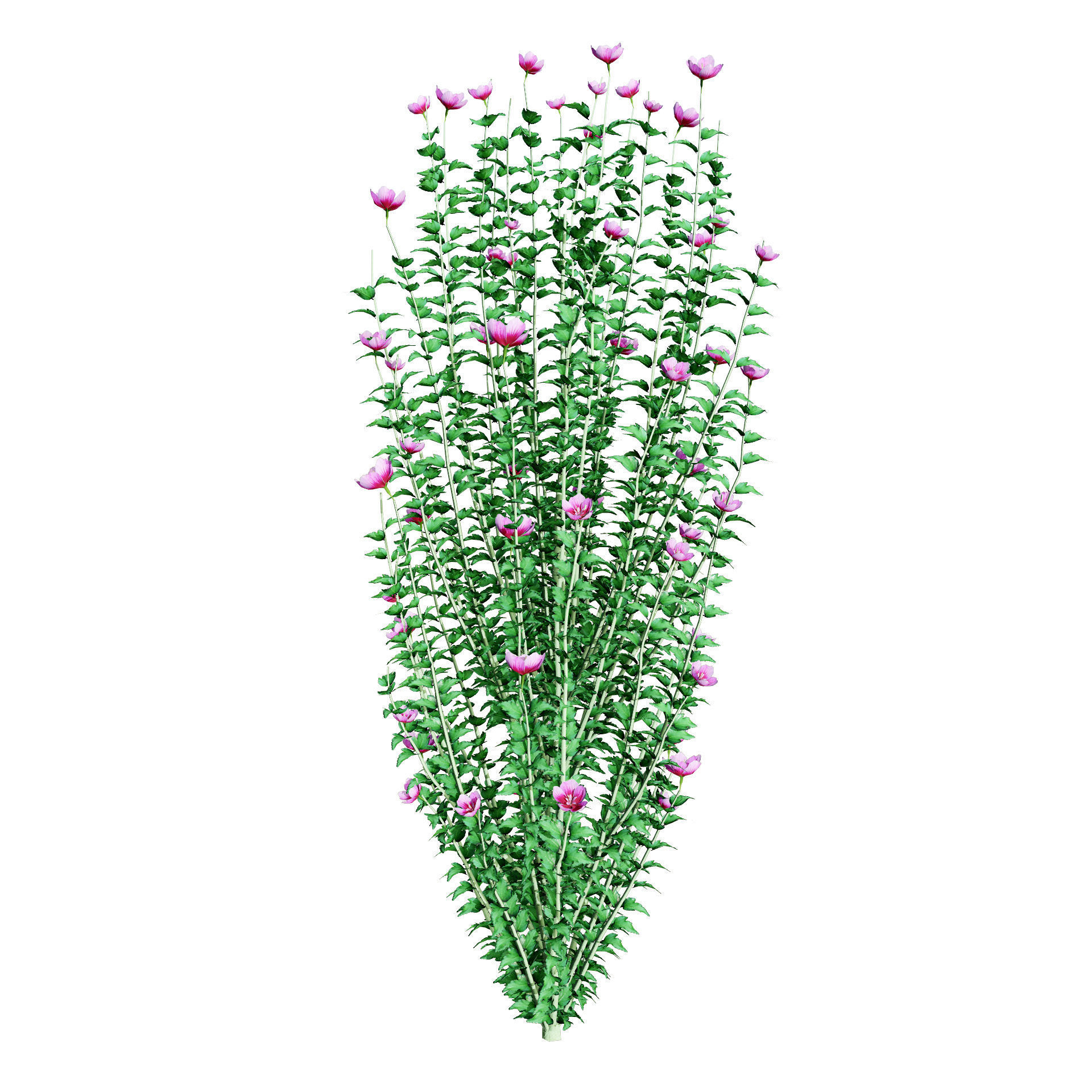 Purple Pillar Rose of Sharon shrub Low-poly 3D model_8