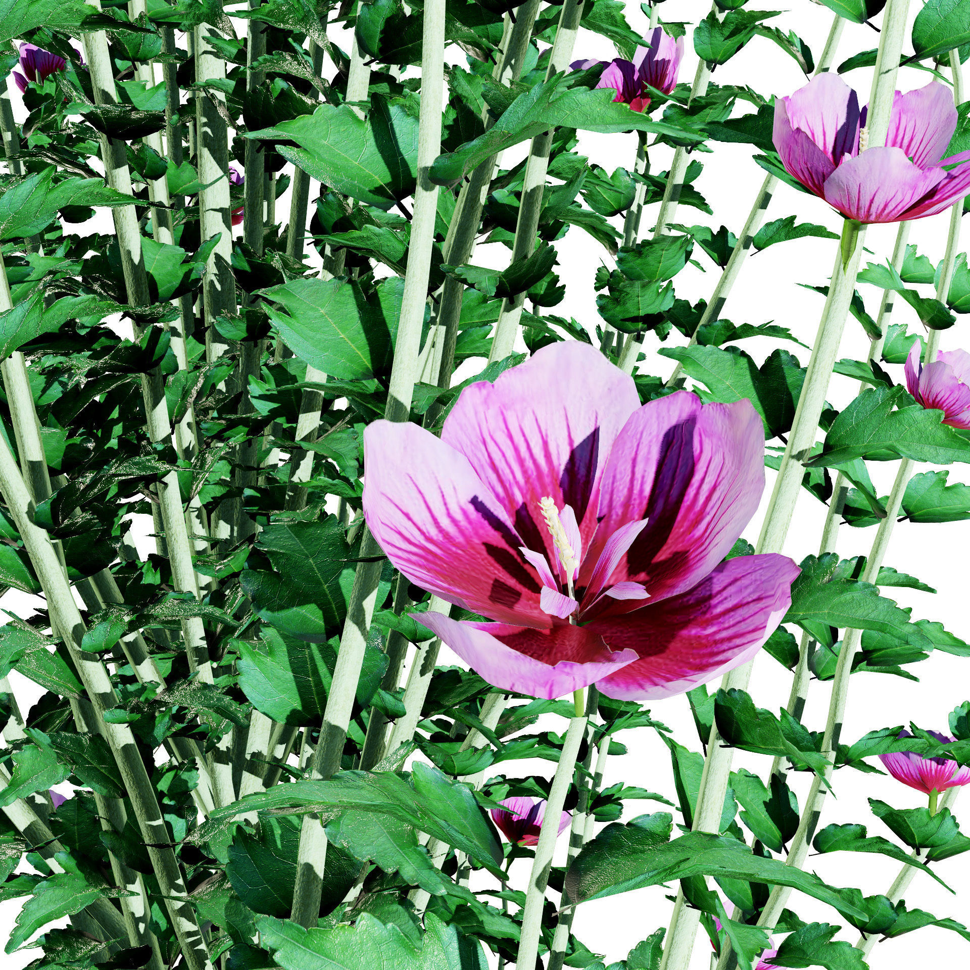 Purple Pillar Rose of Sharon shrub Low-poly 3D model_7