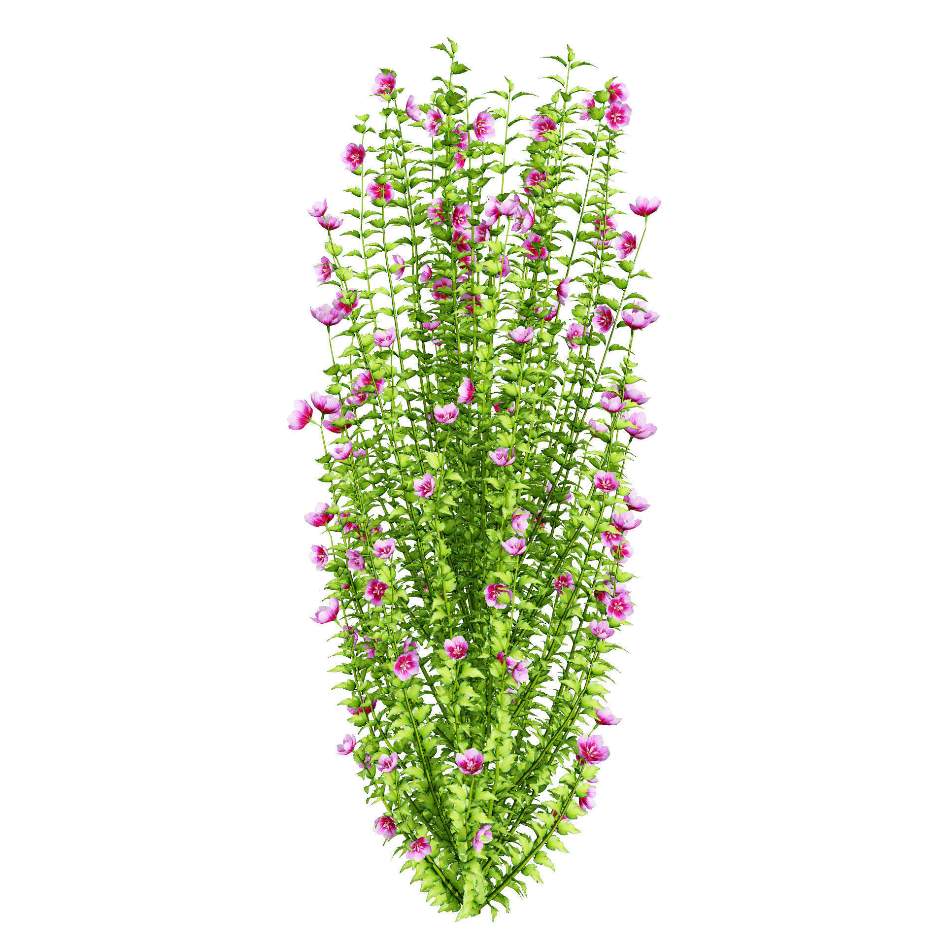 Purple Pillar Rose of Sharon shrub Low-poly 3D model_10
