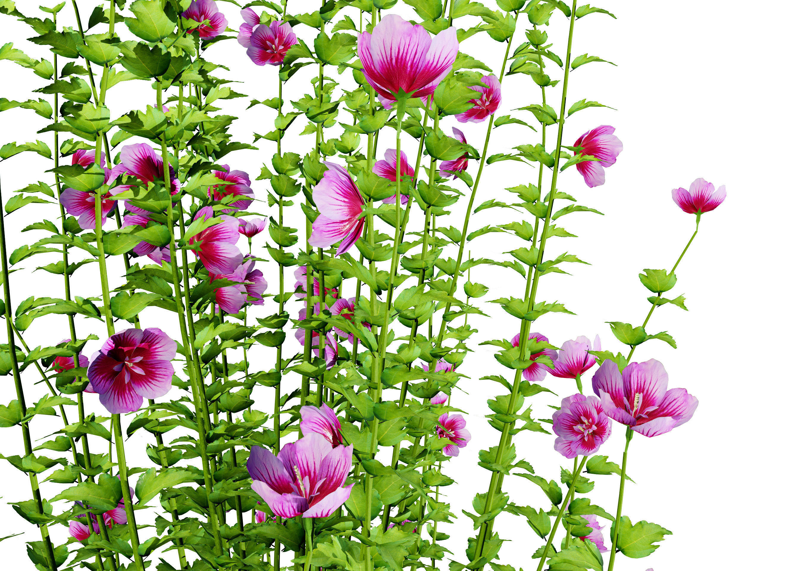 Purple Pillar Rose of Sharon shrub Low-poly 3D model_11