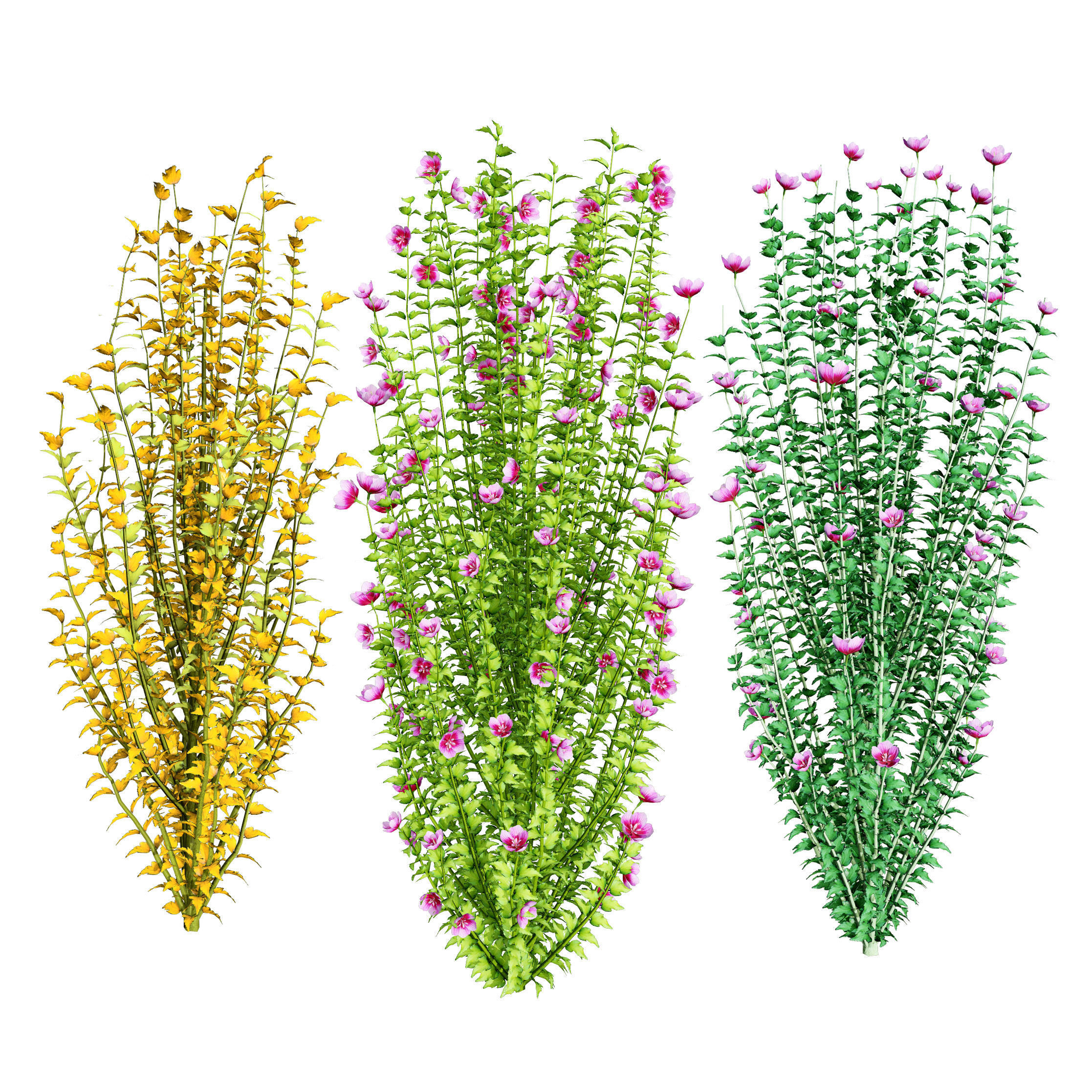 Purple Pillar Rose of Sharon shrub Low-poly 3D model_14