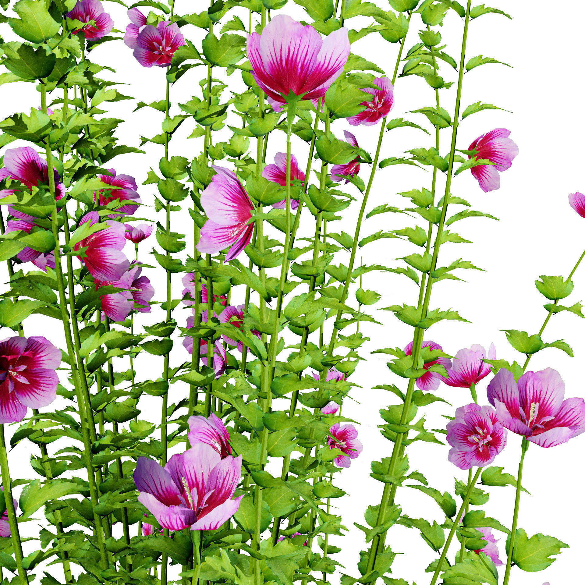 Purple Pillar Rose of Sharon shrub Low-poly 3D model_12