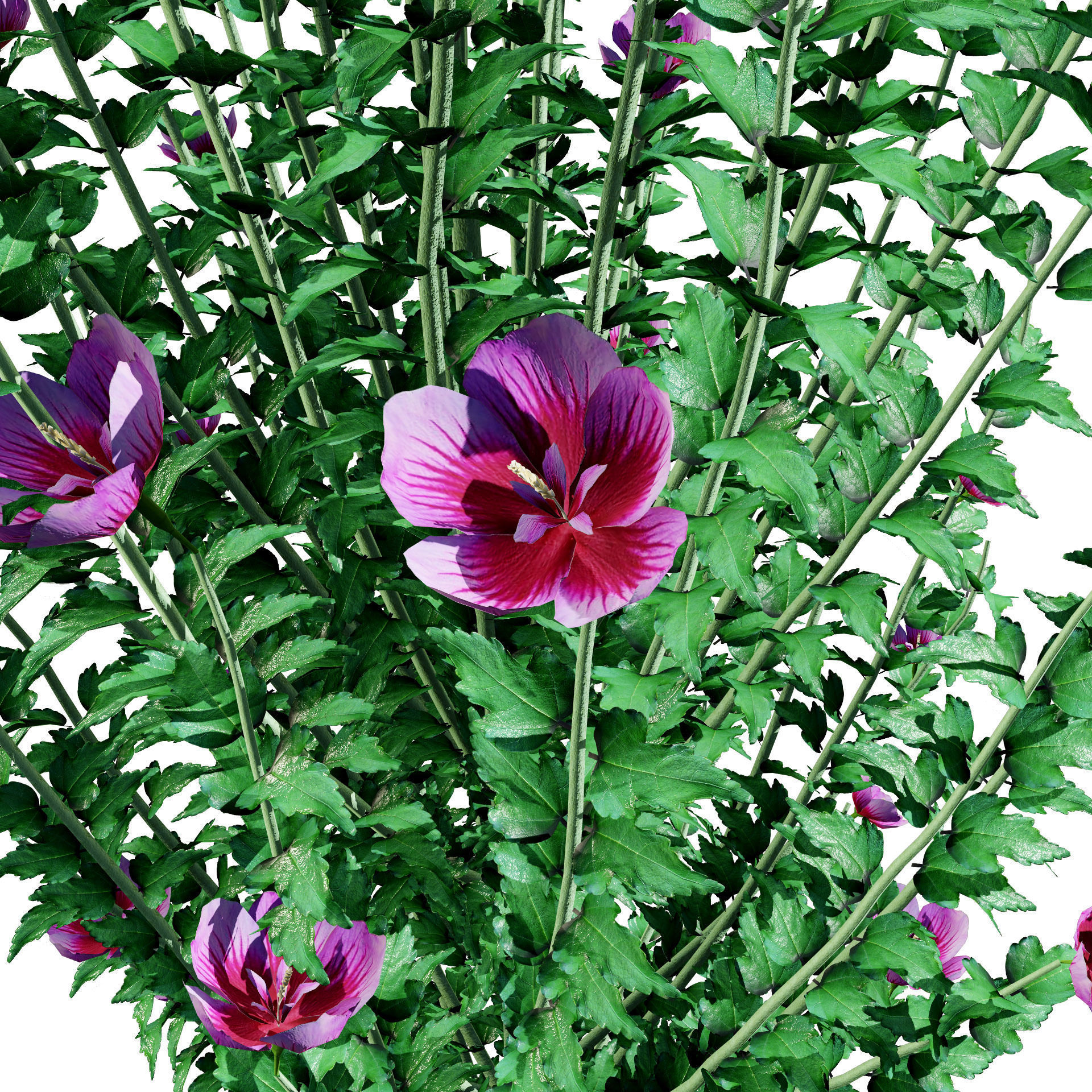 Purple Pillar Rose of Sharon shrub Low-poly 3D model_9
