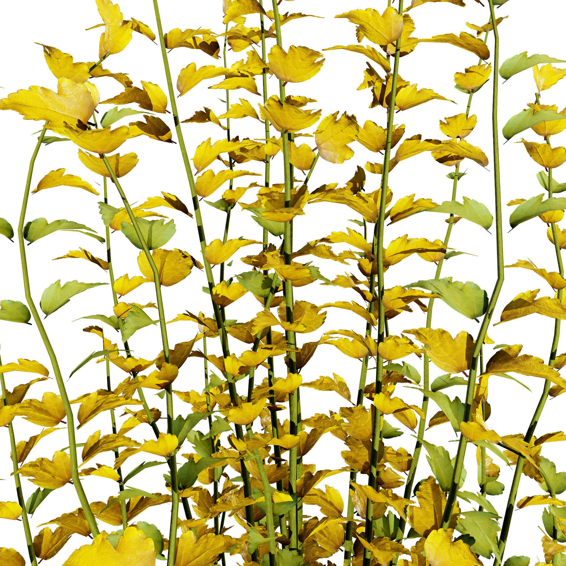 Purple Pillar Rose of Sharon shrub Low-poly 3D model_5