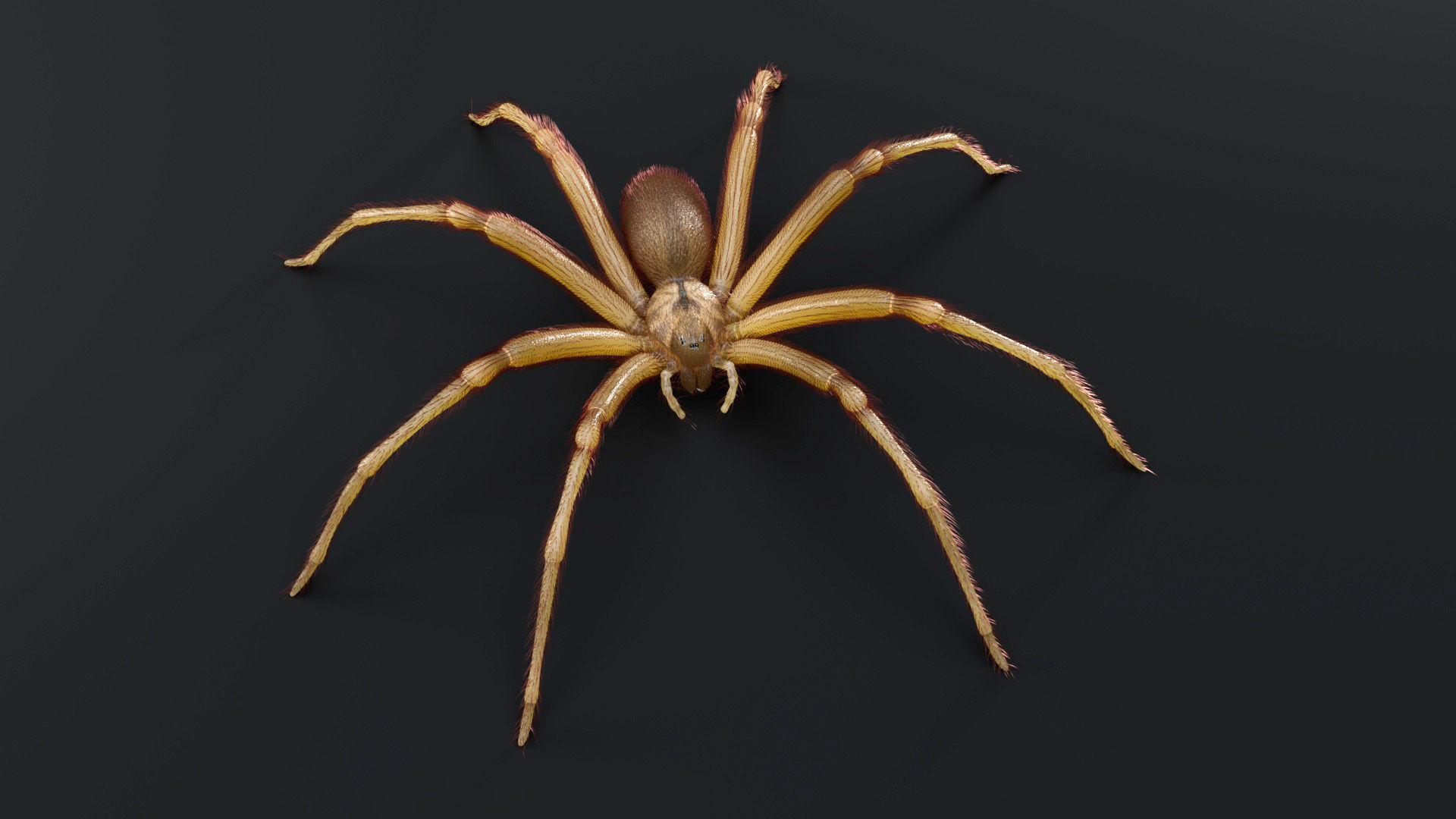 Brown Recluse Spider Low-poly 3D model_1