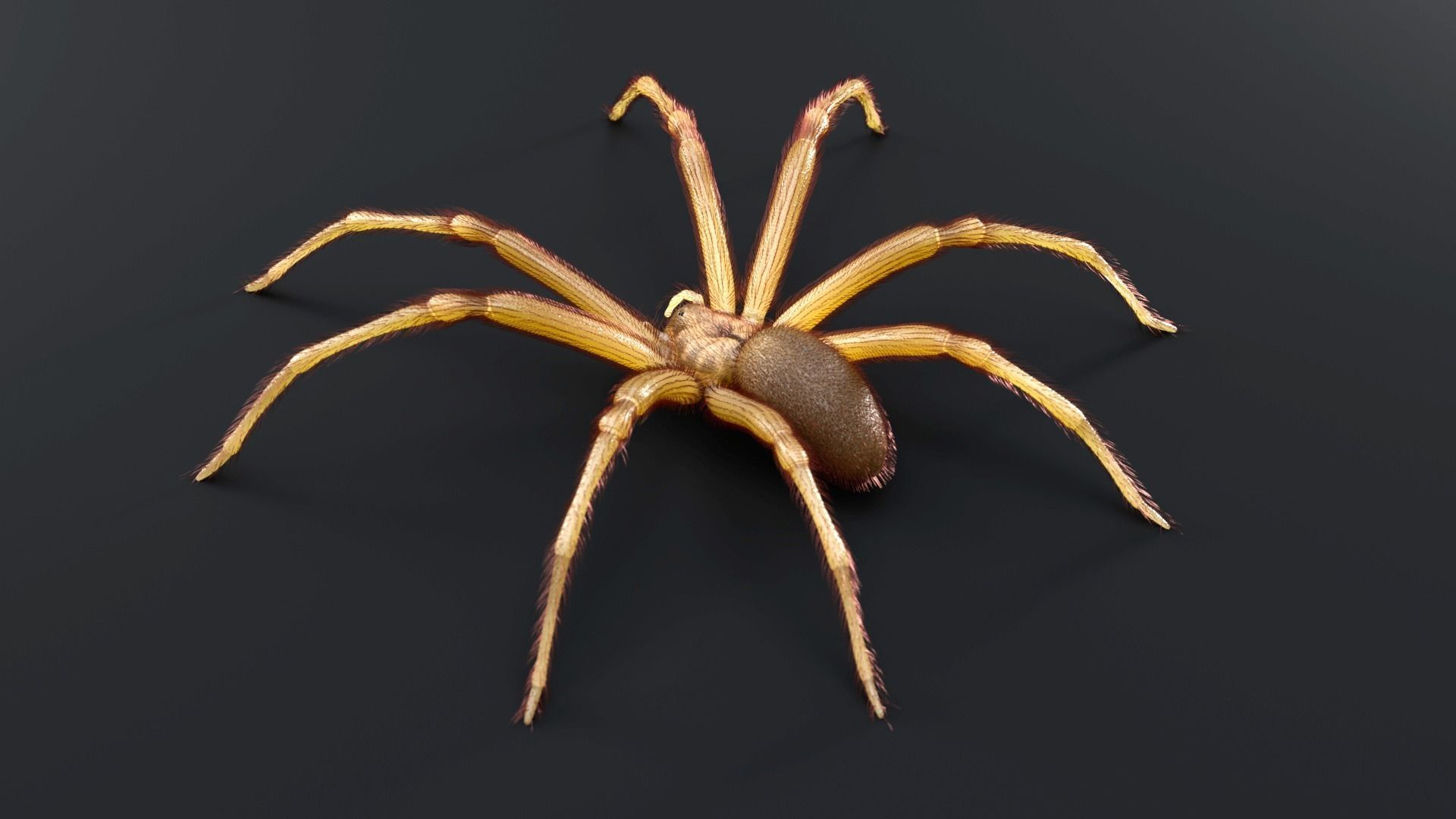 Brown Recluse Spider Low-poly 3D model_4