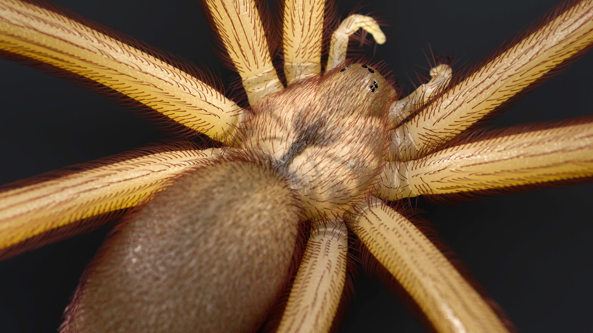 Brown Recluse Spider Low-poly 3D model_9