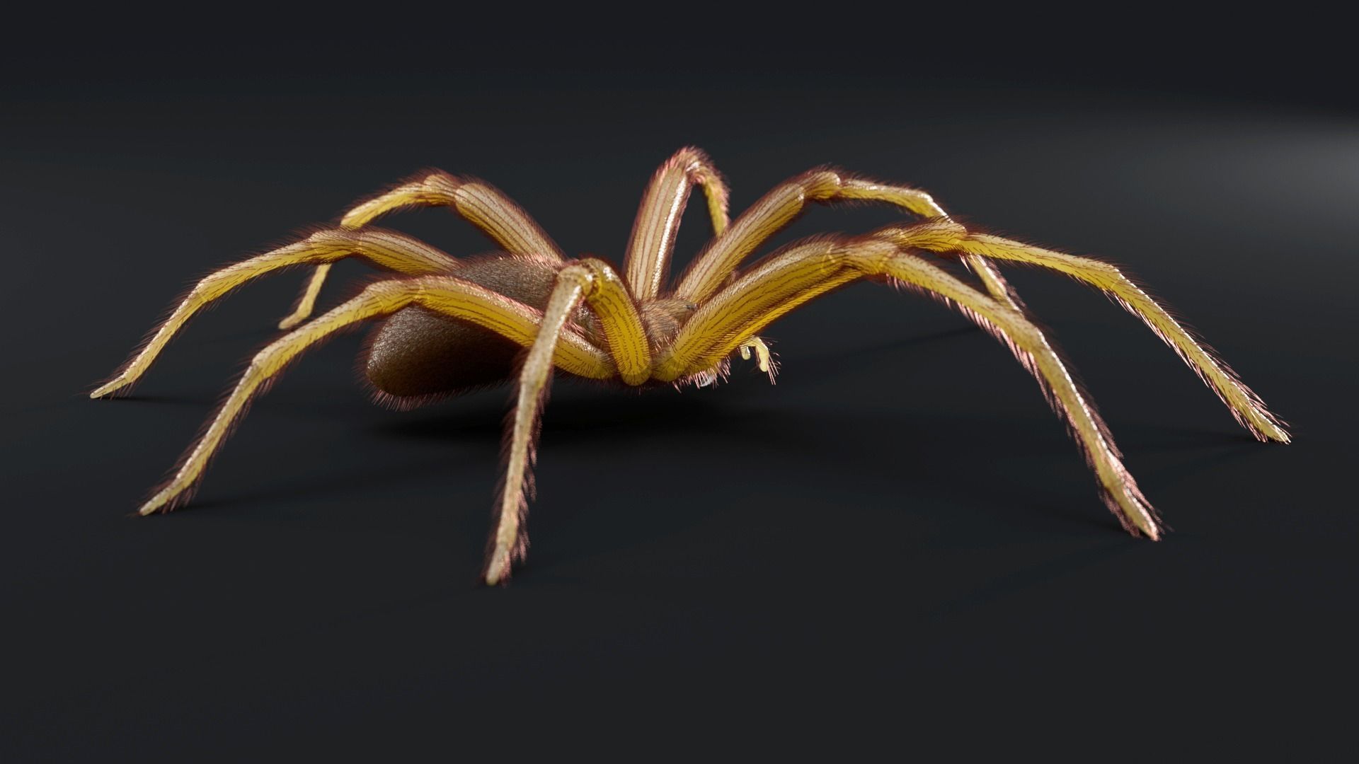 Brown Recluse Spider Low-poly 3D model_6