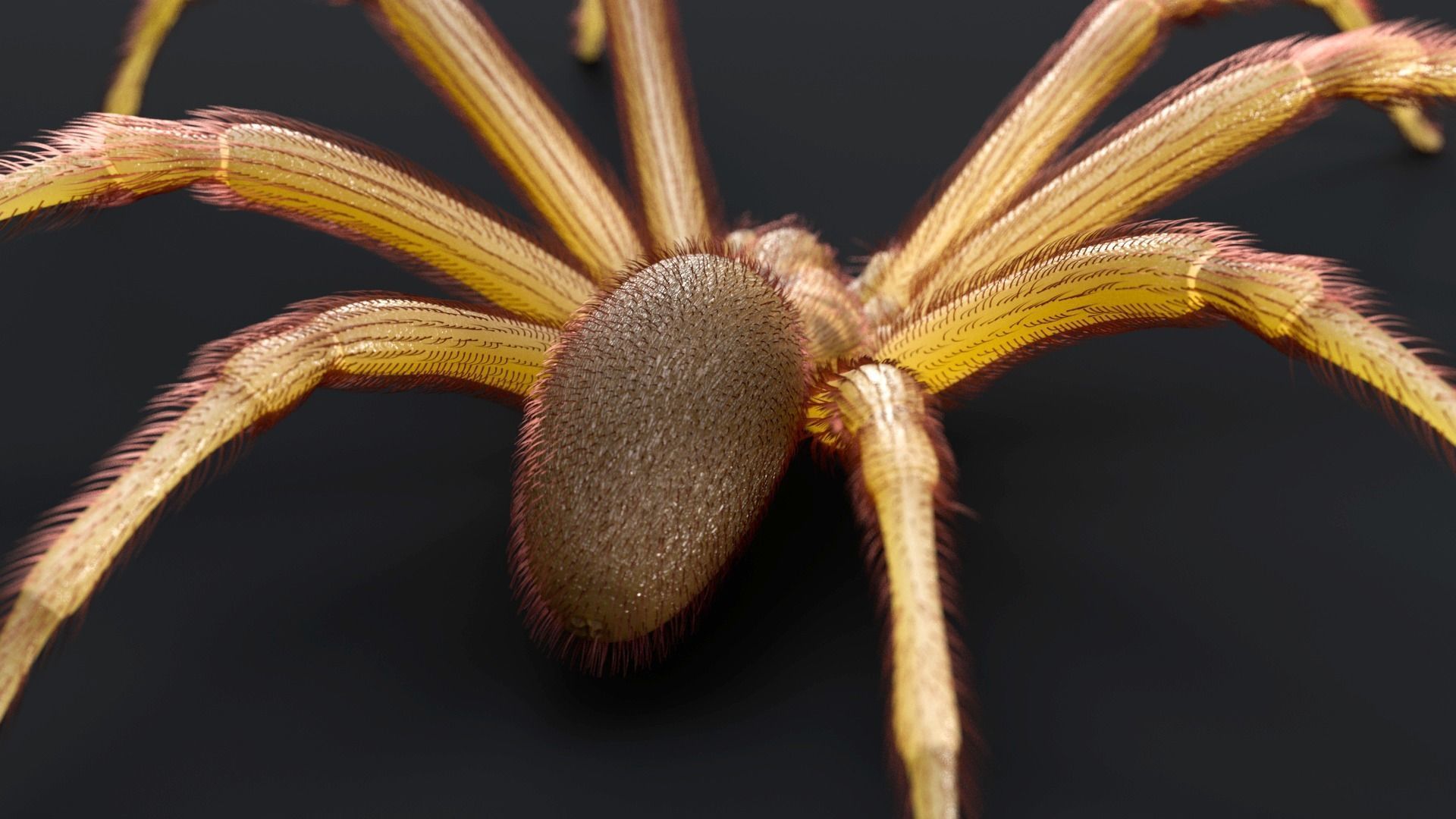 Brown Recluse Spider Low-poly 3D model_5