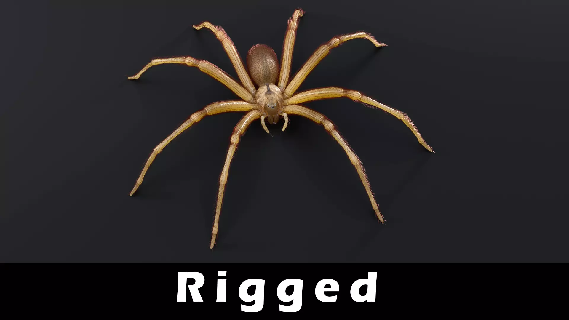 Brown Recluse Spider Low-poly 3D model_0