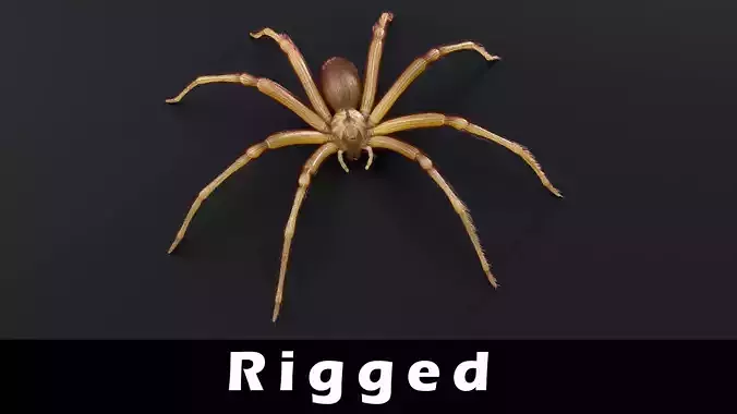 Brown Recluse Spider Low-poly 3D model