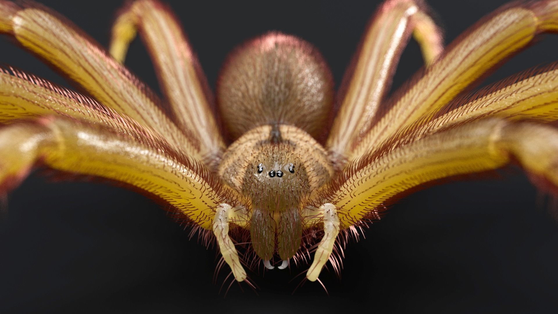 Brown Recluse Spider Low-poly 3D model_2