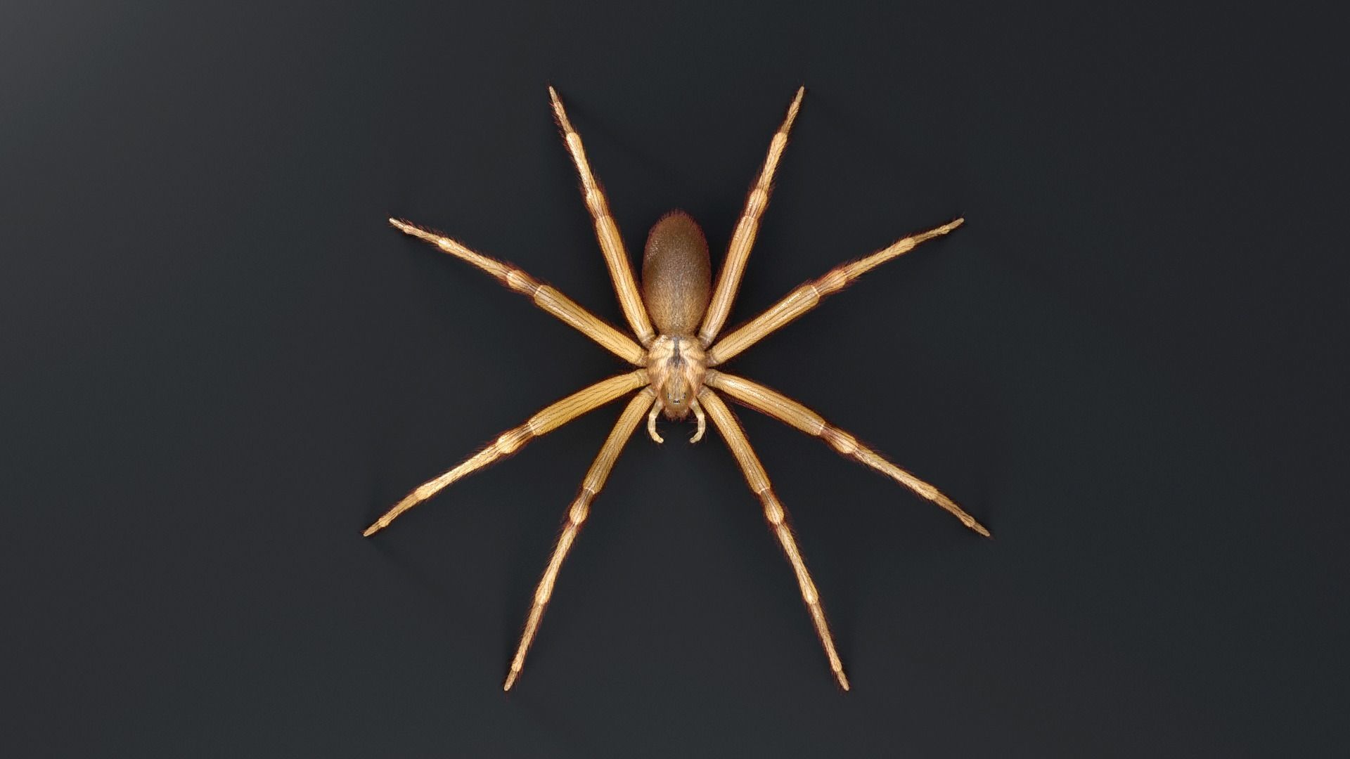 Brown Recluse Spider Low-poly 3D model_3