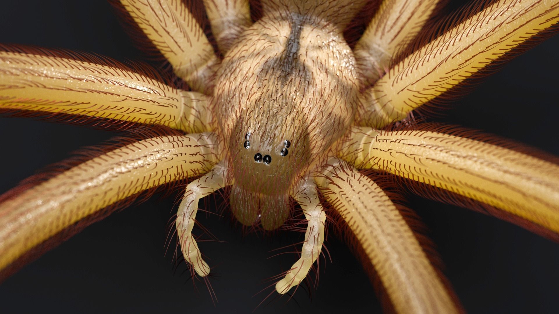 Brown Recluse Spider Low-poly 3D model_7