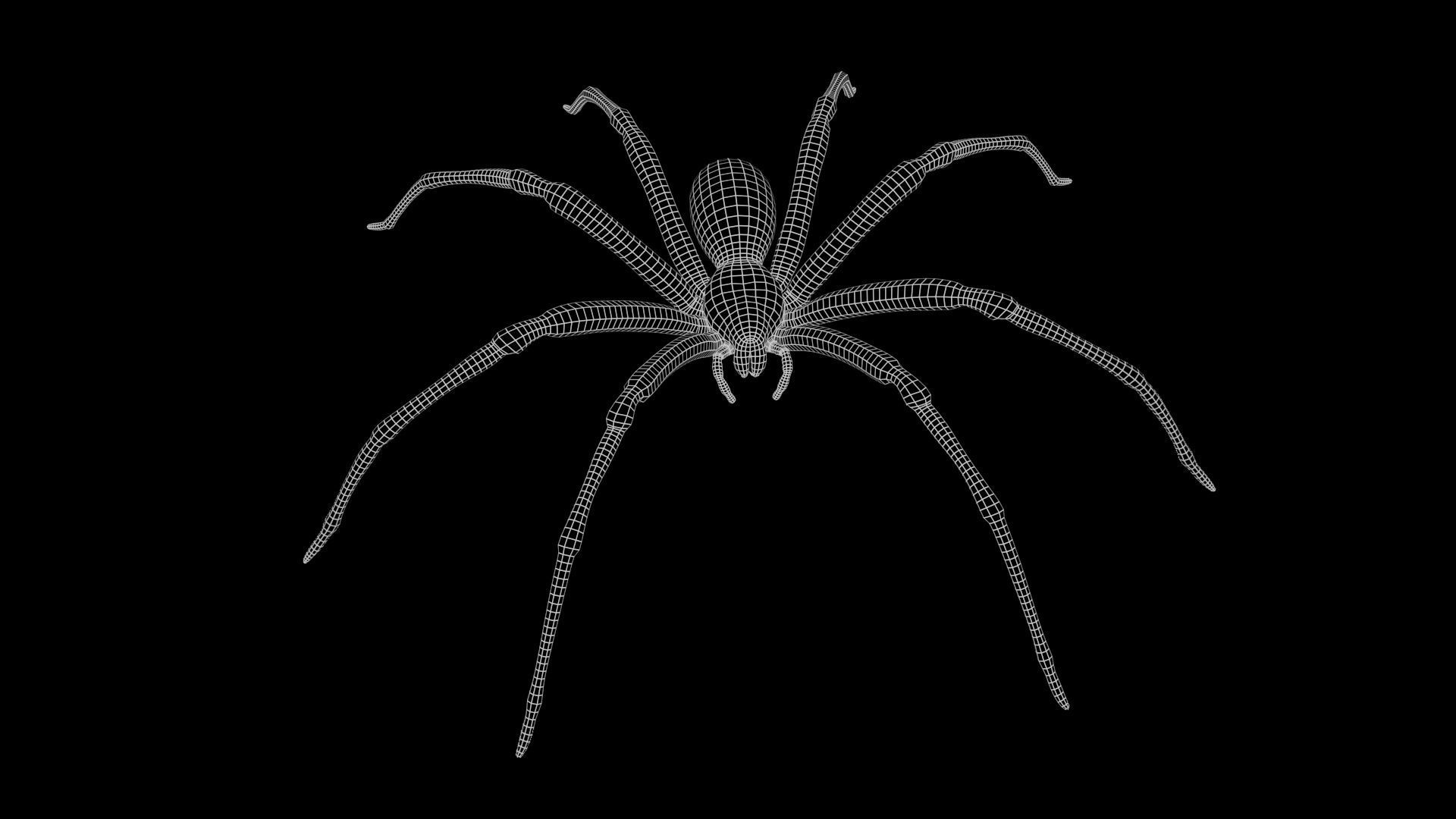 Brown Recluse Spider Low-poly 3D model_11