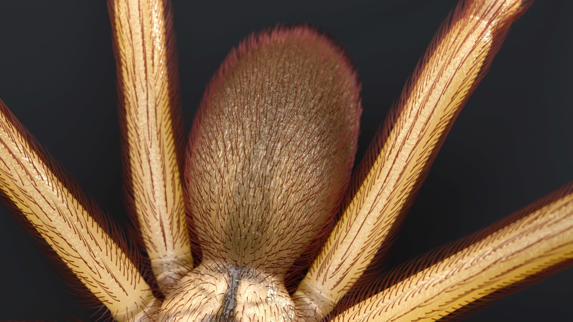 Brown Recluse Spider Low-poly 3D model_8