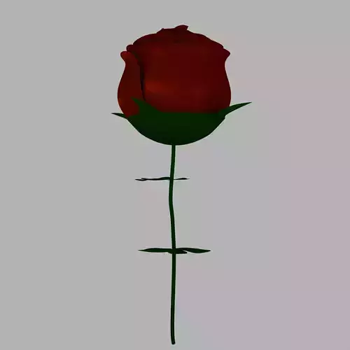A Rose