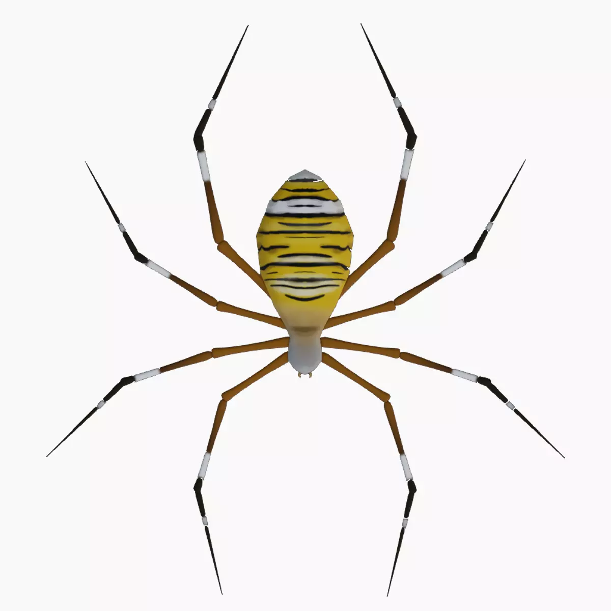 ANIMATED TIGER SPIDER Low-poly 3D model