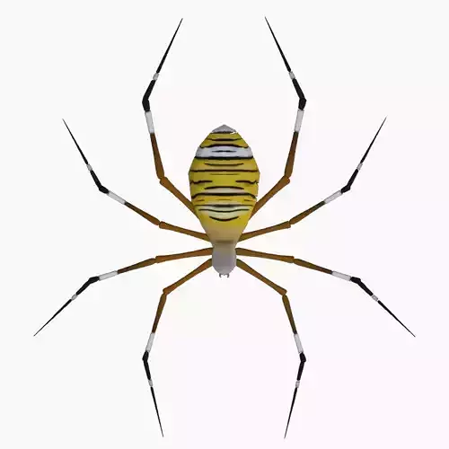 ANIMATED TIGER SPIDER