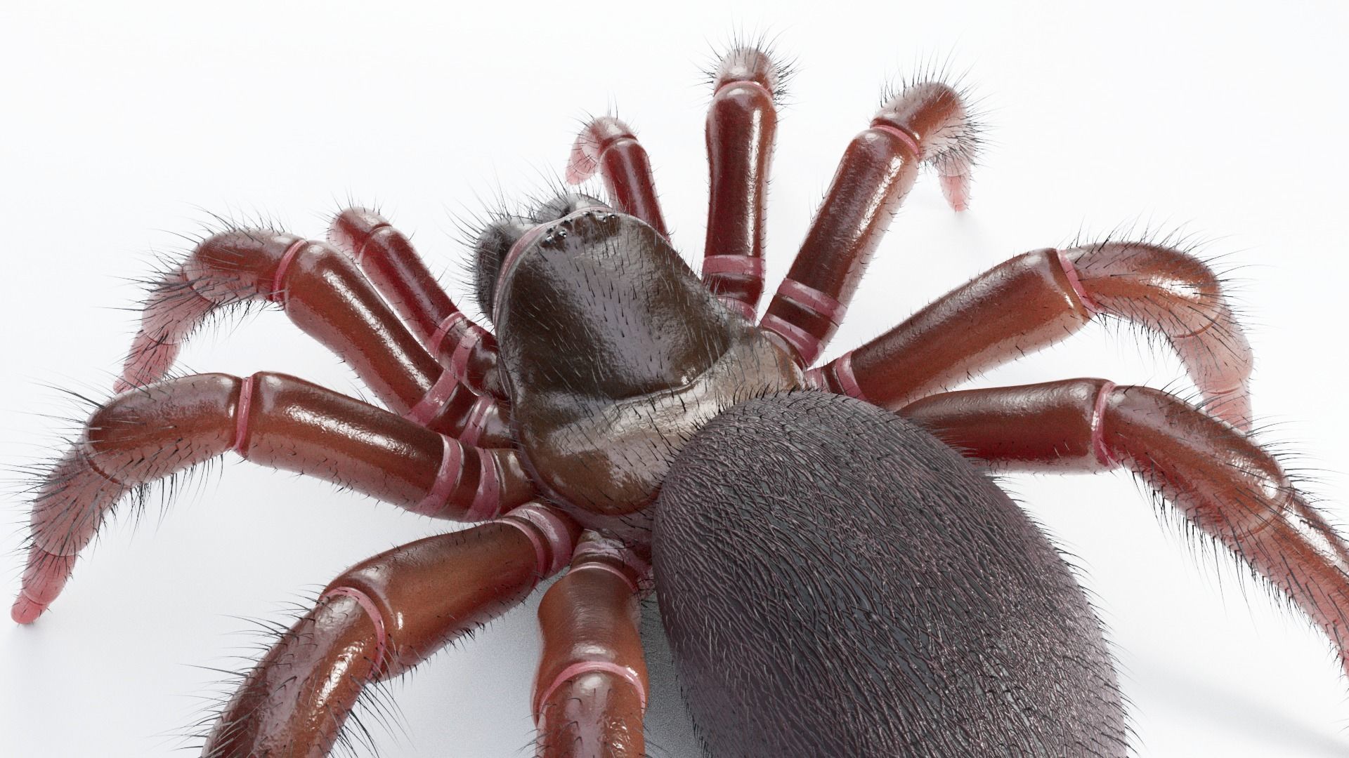 Trapdoor Spider Low-poly 3D model_6