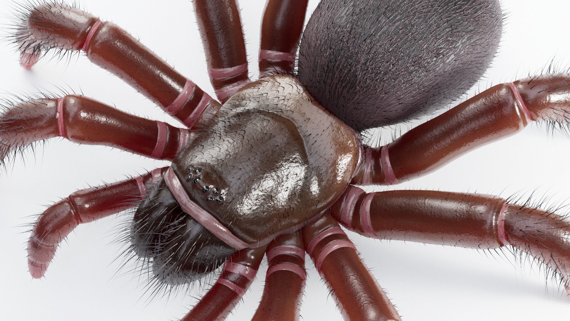 Trapdoor Spider Low-poly 3D model_8