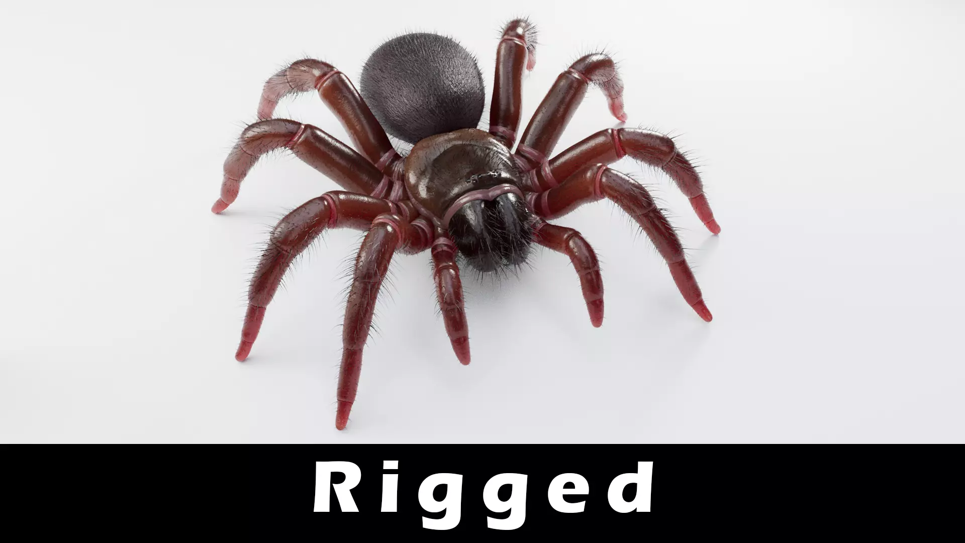 Trapdoor Spider Low-poly 3D model_0