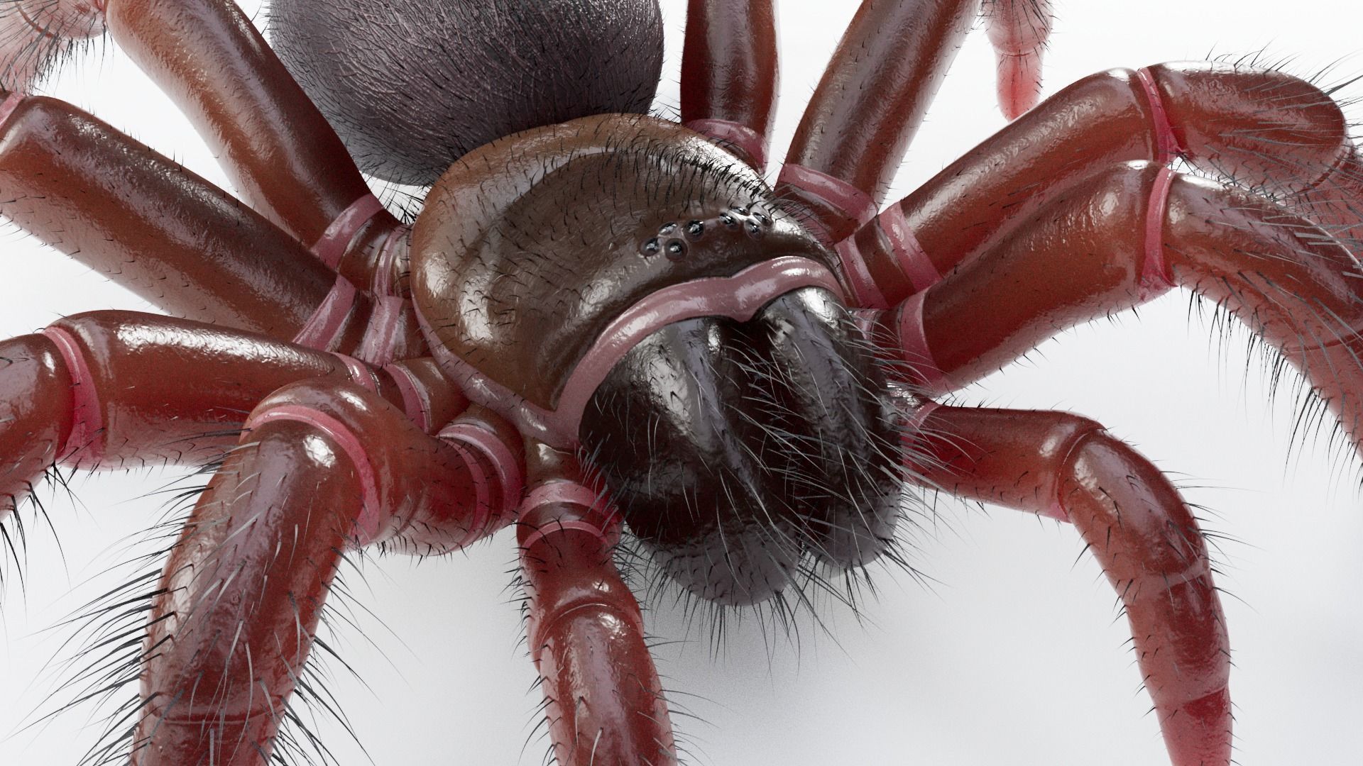 Trapdoor Spider Low-poly 3D model_7