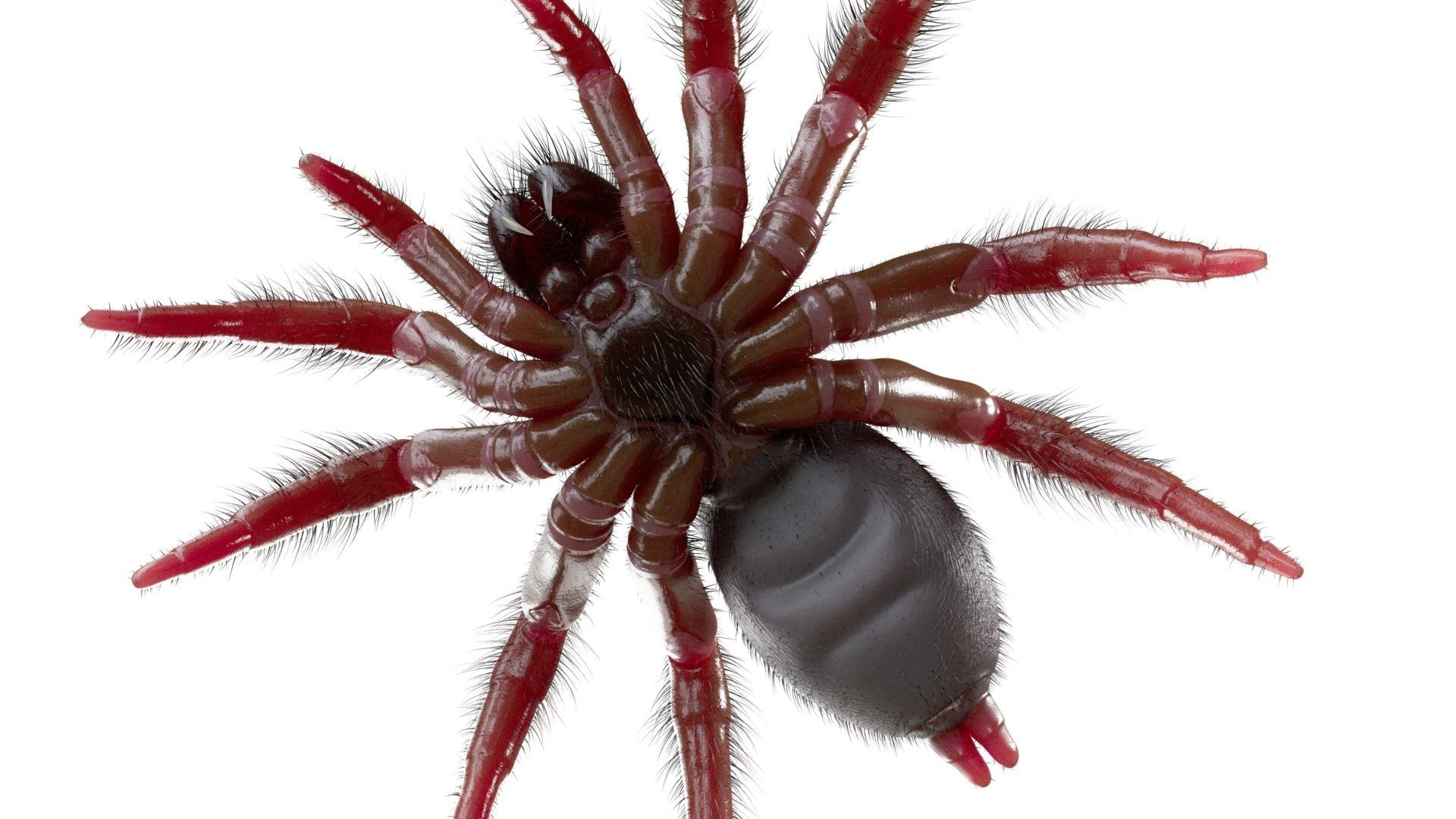 Trapdoor Spider Low-poly 3D model_4