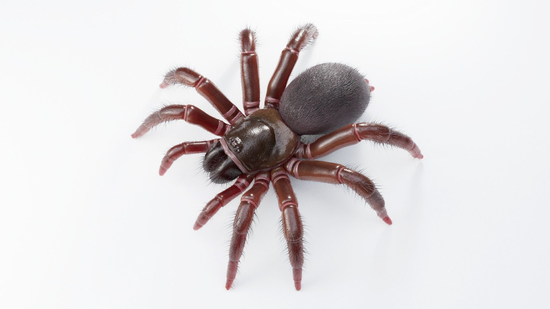 Trapdoor Spider Low-poly 3D model_5