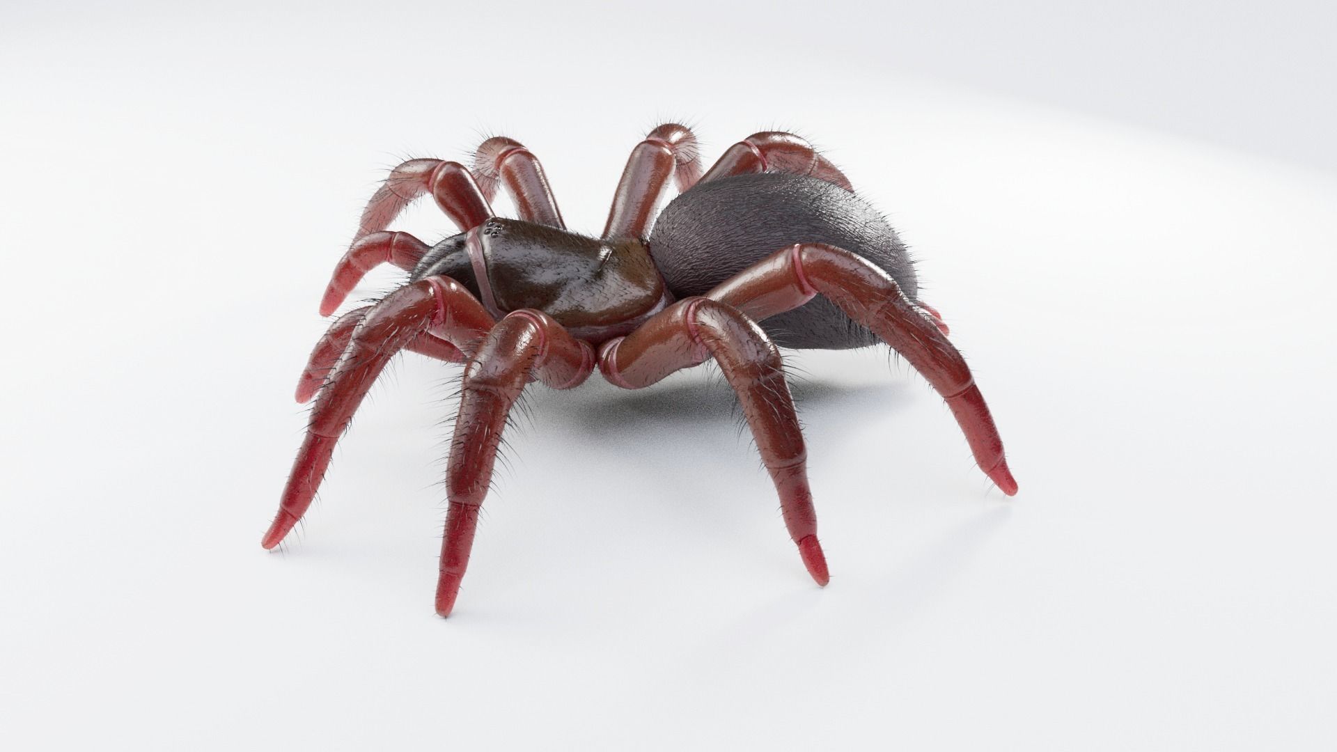 Trapdoor Spider Low-poly 3D model_3