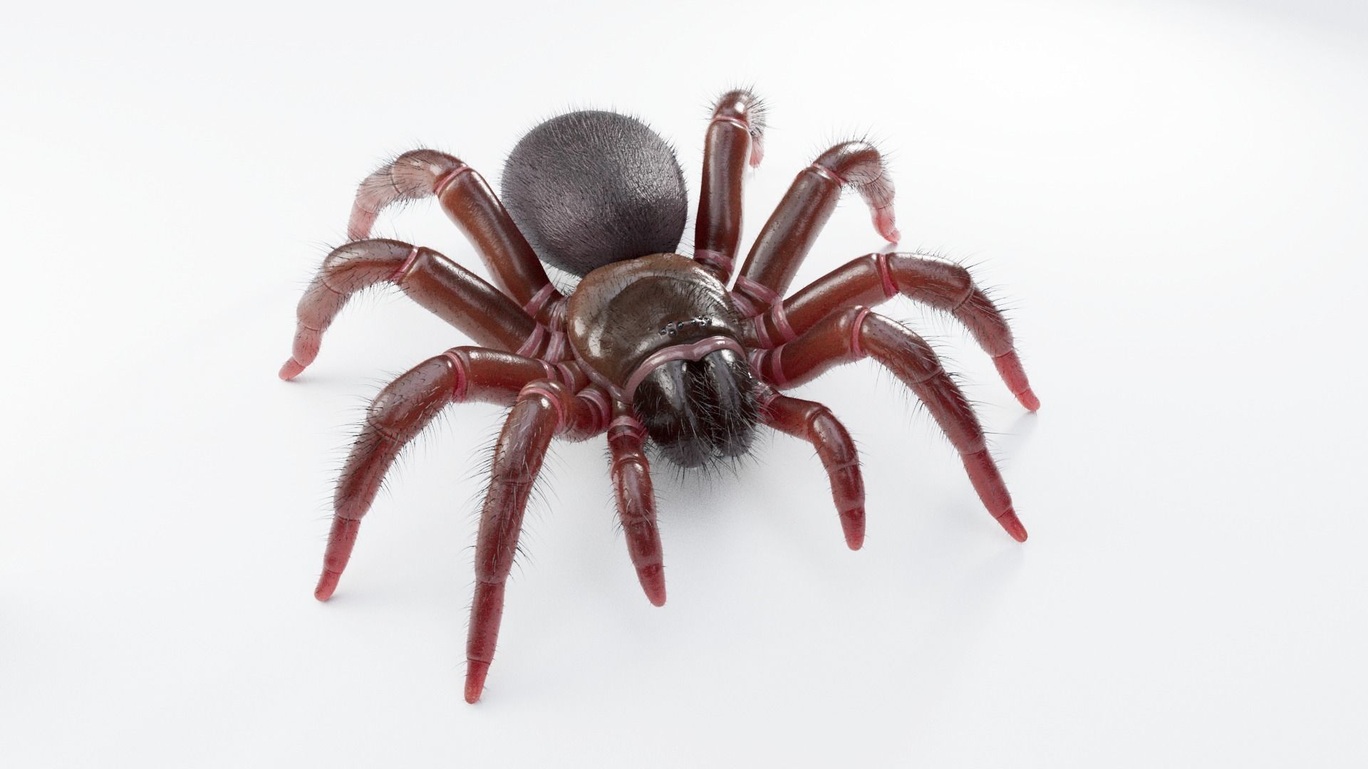 Trapdoor Spider Low-poly 3D model_1