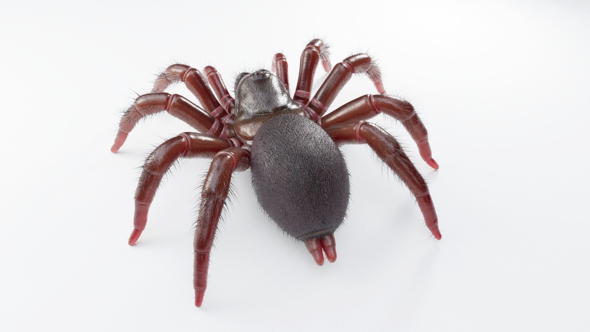 Trapdoor Spider Low-poly 3D model_2