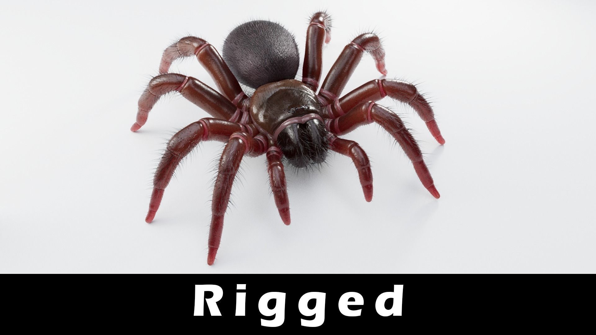 Trapdoor Spider Low-poly 3D model_16