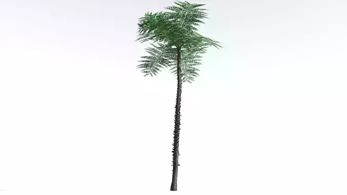 EVERYPlant Black Tree Fern 2 --16 Models-- 3D model