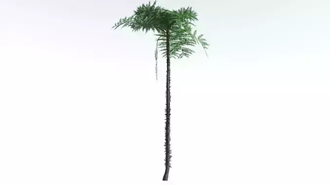 EVERYPlant Black Tree Fern 3 --16 Models-- 3D model