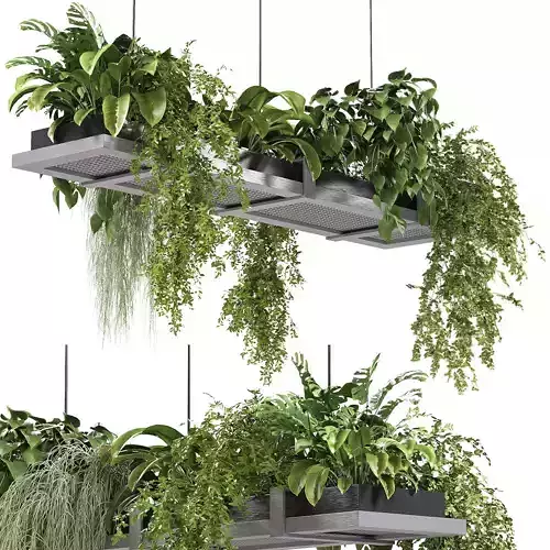 Hanging indoor Plants 03 