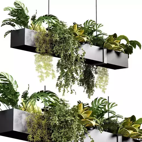 Hanging indoor Plants 04