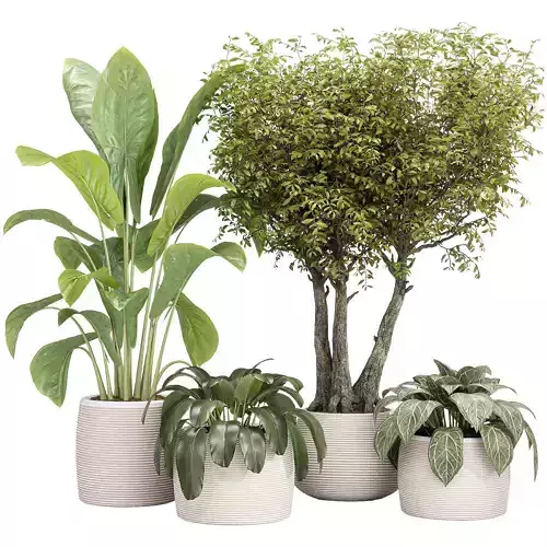 Indoor Collection plants 04 Low-poly 3D model