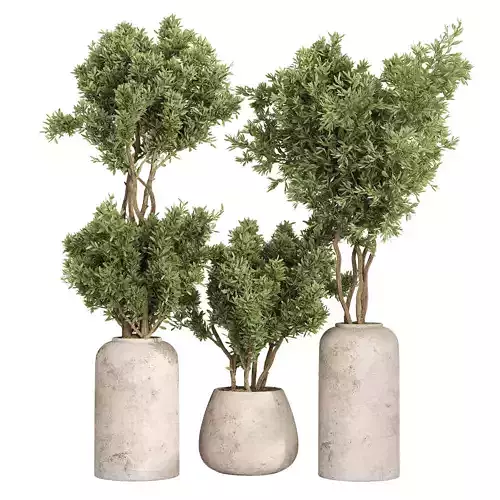  Indoor Collection plants 05    3D model