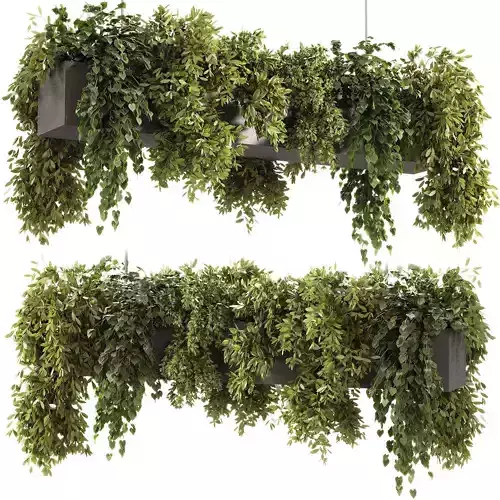 Indoor plants - 22 hanging indoor Plants 