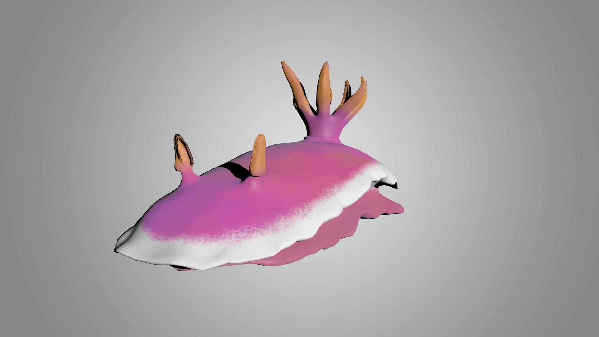 Sea Slug - Nudibranch 3D model_2
